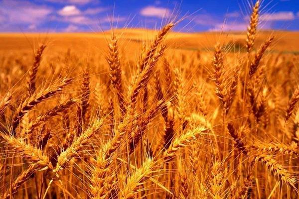 小麦几月份种植，小麦适合哪些地区种植