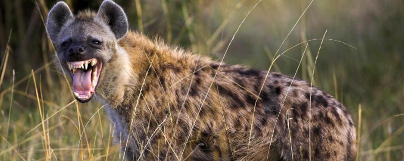 斑鬣狗如何繁殖，鬣狗的天敌是什么