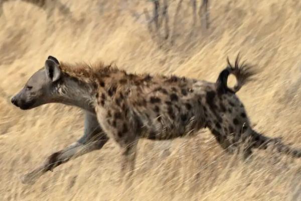 斑鬣狗如何繁殖，鬣狗的天敌是什么