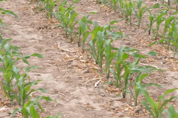 氟磺胺草醚除草剂除草范围，对玉米有影响吗
