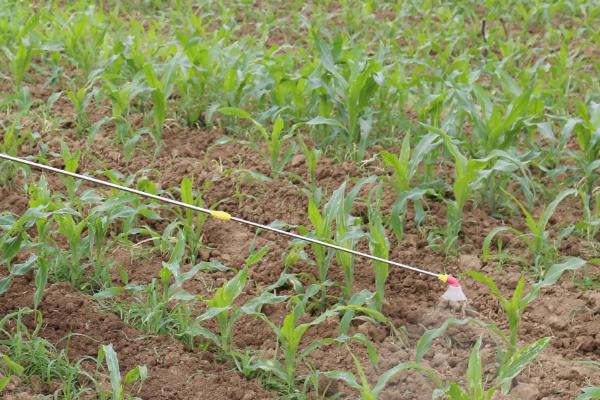 种玉米的行距和株距，种玉米需要什么肥料