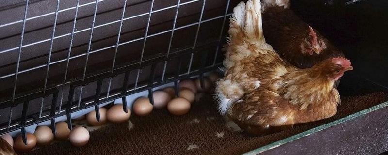 鸡下蛋自己吃掉 喂点什么，是什么原因引起的