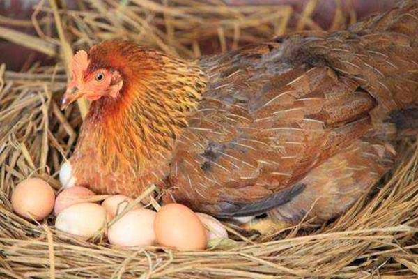 鸡下蛋自己吃掉 喂点什么，是什么原因引起的