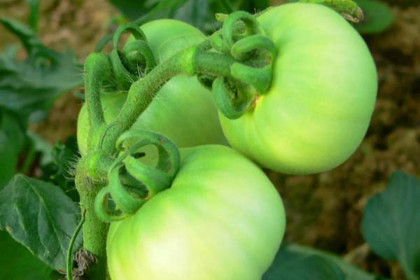 番茄种植的全过程需要怎样施肥，番茄果实成熟需要经历哪五个时期