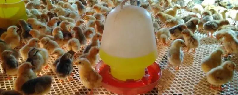 10℃温度一个月小鸡会冻死吗，小鸡如何过冬