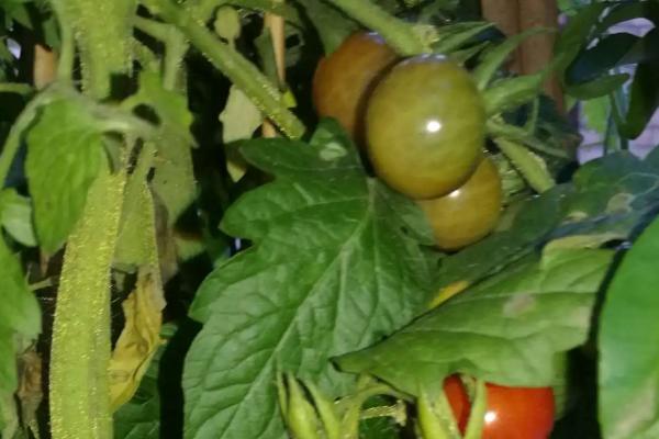 番茄种植的全过程需要怎样施肥，番茄果实成熟需要经历哪五个时期