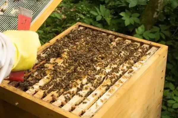 养蜂十二口诀，养蜂的注意事项有哪些