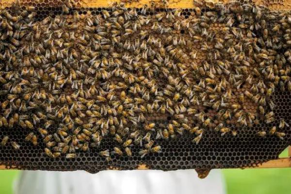 养蜂十二口诀，养蜂的注意事项有哪些