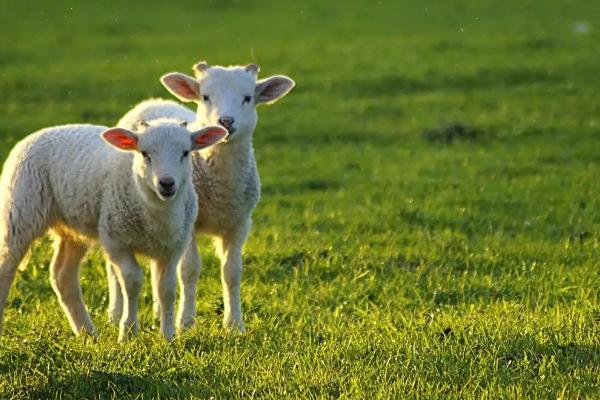小反刍羊痘二联苗用法，什么样的羊不能打小反刍