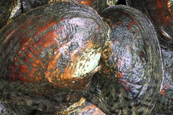河蚌寿命最大多少年，河蚌以什么为食