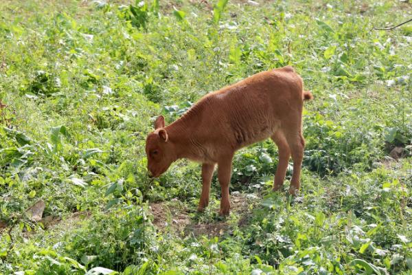 新生牛犊眼睛几天能看见东西，牛犊是指多大的牛