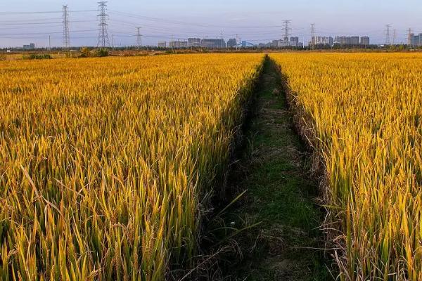 大田种植业的特色是什么，现代农业的三大体系