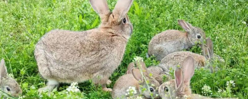 野兔子怎么养，野兔子和养殖家兔如何区分