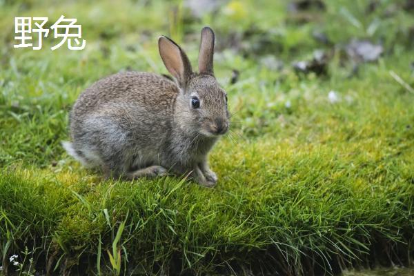 野兔子怎么养，野兔子和养殖家兔如何区分