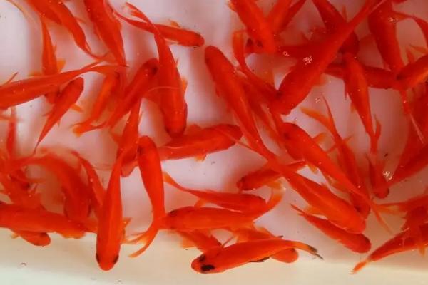 红色鲫鱼是什么品种，红色鲫鱼变黑是怎么回事