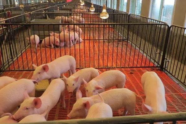 猪场生物安全防控措施，猪场如何除臭
