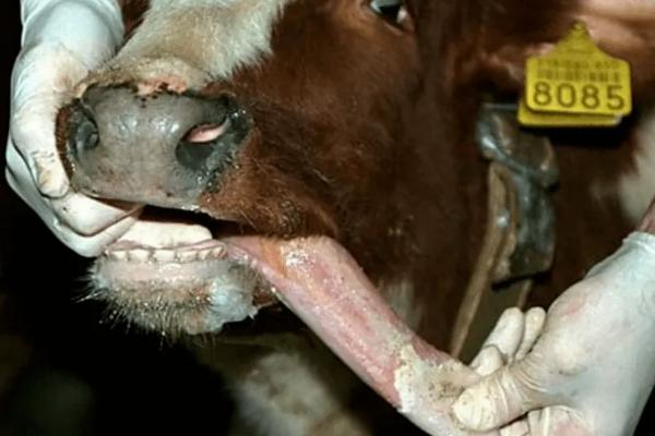 牛得口蹄疫怎么治疗用什么药，口蹄疫的症状