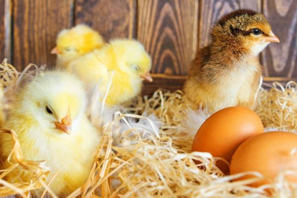 母鸡孵蛋一般放几个蛋，母鸡孵蛋的注意事项