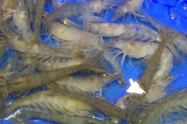 养殖基围虾需要什么条件，基围虾是淡水虾还是海水虾