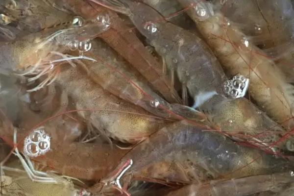 养殖基围虾需要什么条件，基围虾是淡水虾还是海水虾