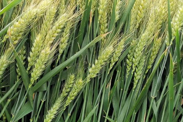 小麦出穗早是怎么回事，小麦出穗能浇水吗