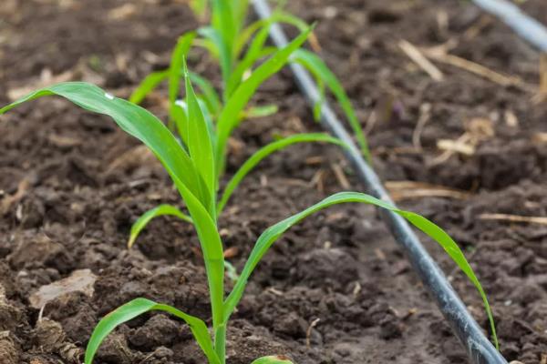 玉米的种植时间，种植玉米如何施肥