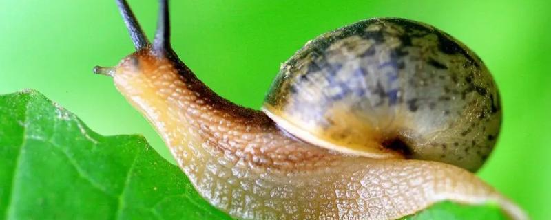 蜗牛养殖方法