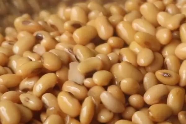 大豆肥料发酵最简单方法，黄豆发酵后会产生什么菌