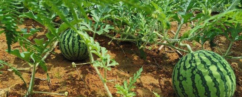 露天西瓜几月份种植，西瓜的生长周期多长