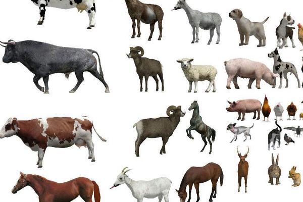 家畜体内的消化方式有，家畜和家禽一样吗