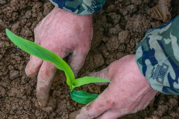 玉米育苗技术与方法，育苗多少天可以栽
