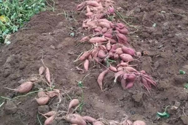 红薯亩产，附红薯种植方法和步骤