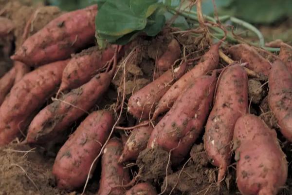 红薯亩产，附红薯种植方法和步骤