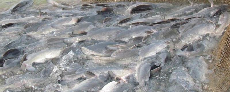 淡水鱼养殖品种