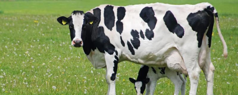 奶牛有几个挤奶的地方，奶牛会一直产奶吗