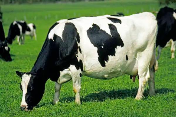 奶牛有几个挤奶的地方，奶牛会一直产奶吗