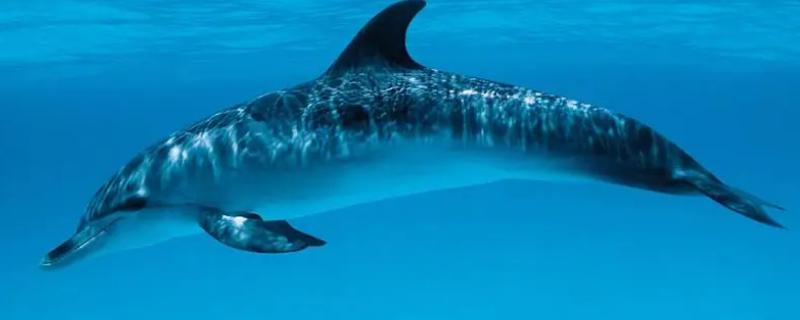 海豚的生殖特点是什么，海豚的寿命多长