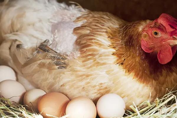 只有母鸡没有公鸡能下蛋吗，母鸡每天都会下蛋吗