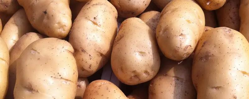 荷兰七土豆品种介绍