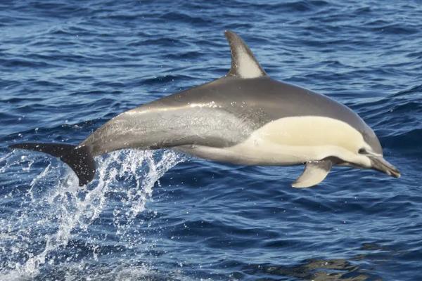 海豚的生殖特点是什么，海豚的寿命多长