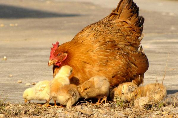 母鸡孵小鸡需要公鸡的配合吗，母鸡孵小鸡后多久开始下蛋