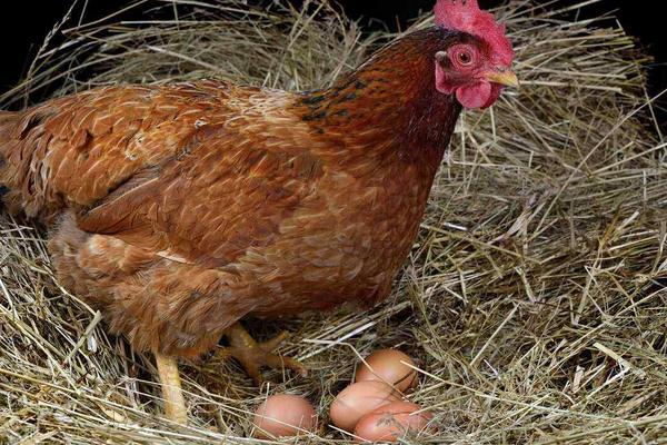 母鸡孵小鸡需要公鸡的配合吗，母鸡孵小鸡后多久开始下蛋