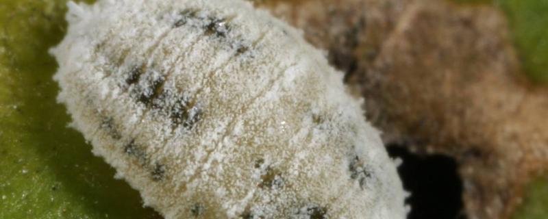扶桑绵粉蚧用什么药防治，扶桑绵粉蚧为害什么作物