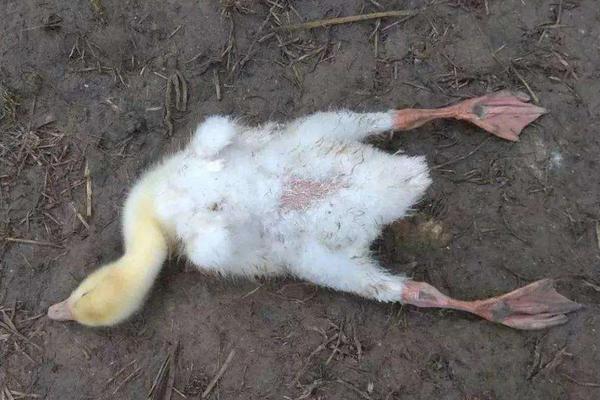 兔子死亡姿势判断死因图片