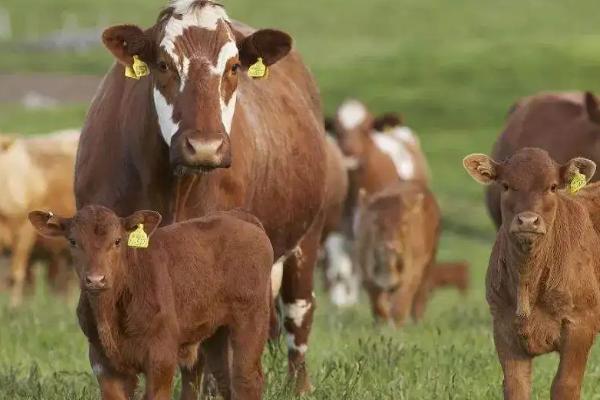 牛吃牛毛应该用什么药，是什么原因导致的