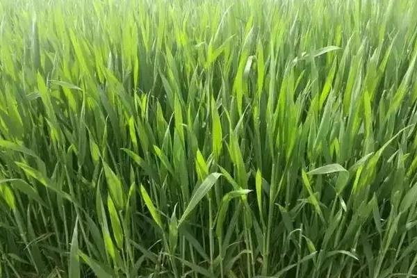 小麦拔节到抽穗需要多少天，小麦拔节期的生育特点是什么