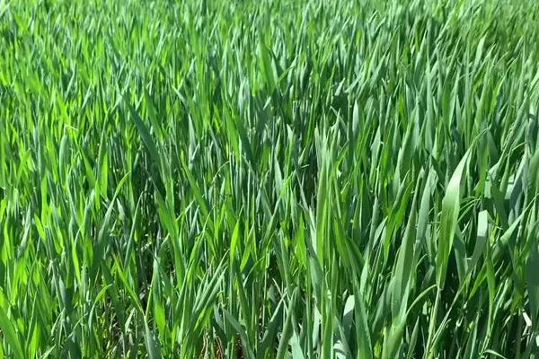 小麦拔节到抽穗需要多少天，小麦拔节期的生育特点是什么