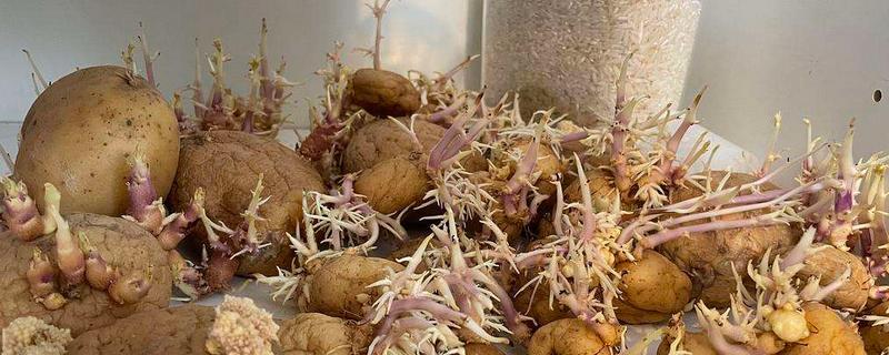 土豆怎么发芽比较快，土豆的繁殖方式