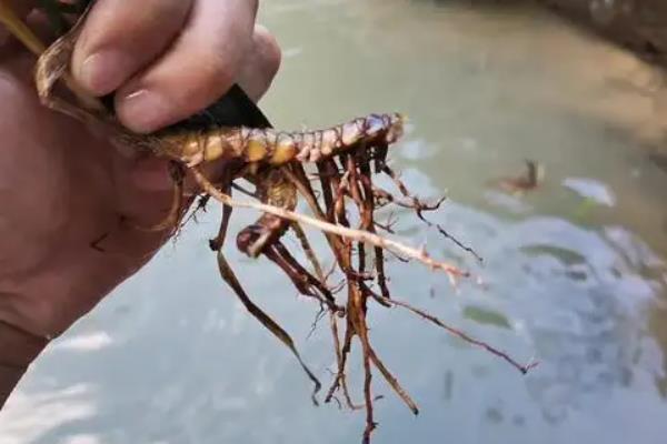 水蜈蚣养殖技术