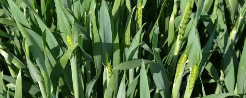 小麦拔节后可以用什么除草剂，小麦拔节期用什么肥料